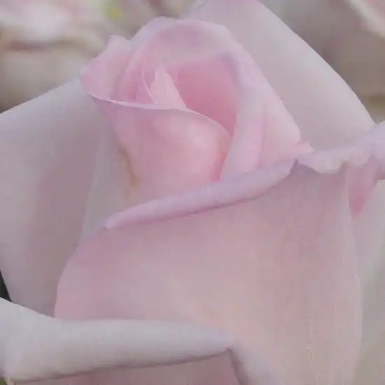 Roz - Trandafiri - Königlicht Hoheit - 